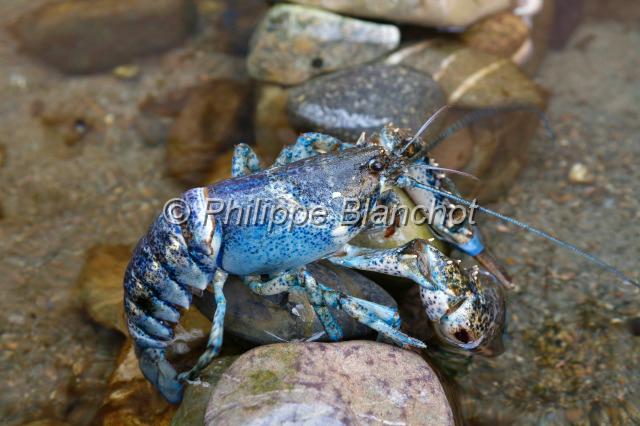 canada nouveau brunswick 31.JPG - Homard bleu royalAquarium du Nouveau-Brunswick
